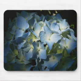 Blue Hydrangea Flowers Floral Flower Photo Muismat