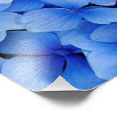 Blue Hydrangea Flowers Foto Afdruk (Hoek)