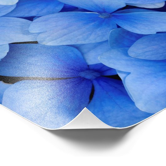 Blue Hydrangea Flowers Foto Afdruk (Hoek)