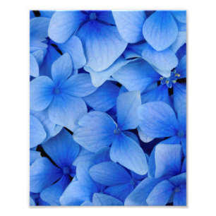 Blue Hydrangea Flowers Foto Afdruk