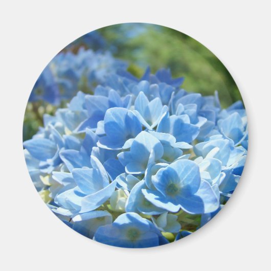 Blue Hydrangea Flowers magnet Floral Natuur (Voorkant)
