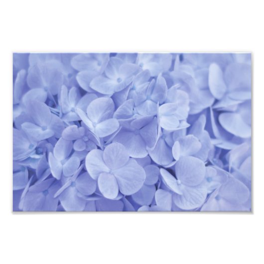 Blue Hydrangea Foto Afdruk (Voorkant)