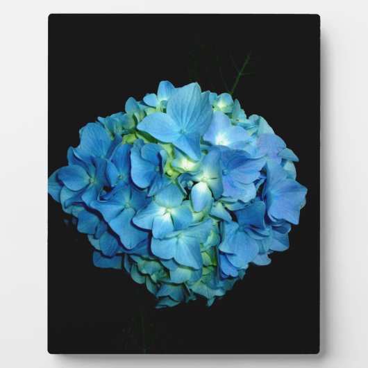 Blue Hydrangea Fotoplaat (Voorkant)