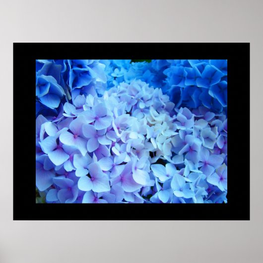 BLUE Hydrangea Garden Flowers art prints (Voorkant)