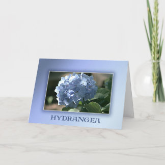Blue Hydrangea Kaart