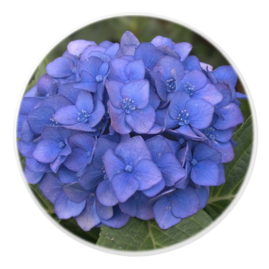Blue Hydrangea Laurel Floral Keramische Knop (Voorkant)