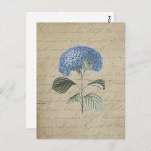  Blue Hydrangea met Antiek kalligrafie Briefkaart (Voorkant / Achterkant)