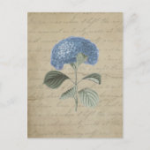  Blue Hydrangea met Antiek kalligrafie Briefkaart (Voorkant)