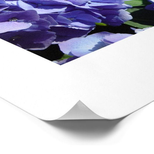 Blue Hydrangea mix, Blue Hydrangeas Poster (Hoek)