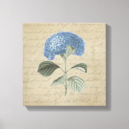 Blue Hydrangea op  kalligrafie Canvas Afdruk