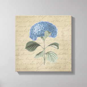 Blue Hydrangea op  kalligrafie Canvas Afdruk