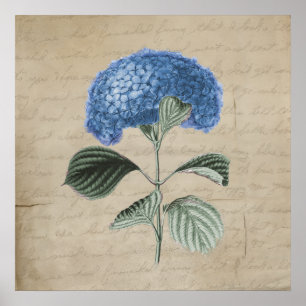  Blue Hydrangea op Old Parchment Poster