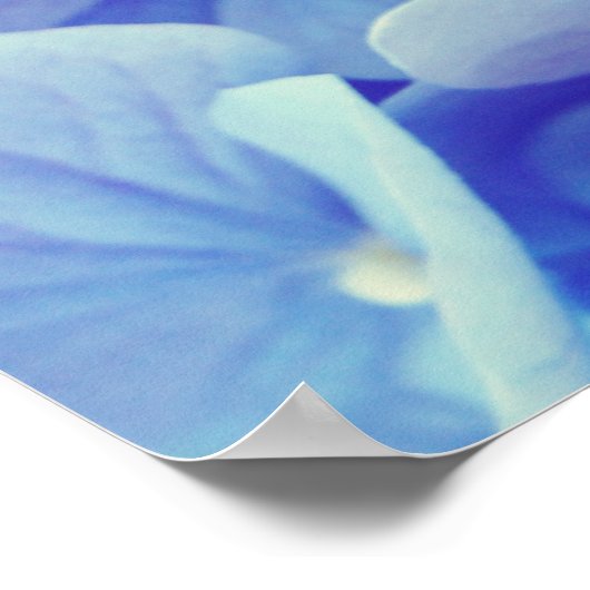 Blue Hydrangea Poster (Hoek)