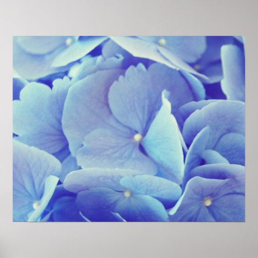 Blue Hydrangea Poster (Voorkant)