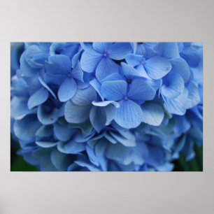 Blue Hydrangea Poster