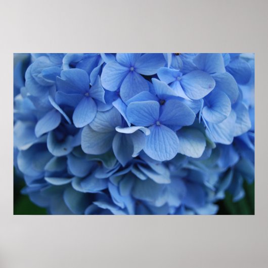Blue Hydrangea Poster (Voorkant)