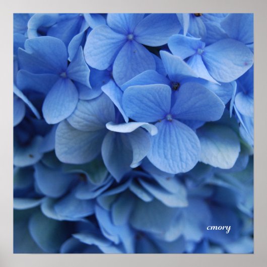 Blue Hydrangea Poster (Voorkant)