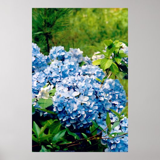 Blue Hydrangea Poster (Voorkant)