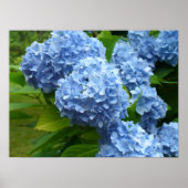 Blue Hydrangea Poster (Voorkant)