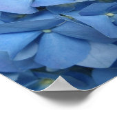 Blue Hydrangea Print (Hoek)