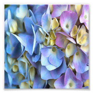 Blue Hydrangea Shrub Artistic Bossom Foto Afdruk