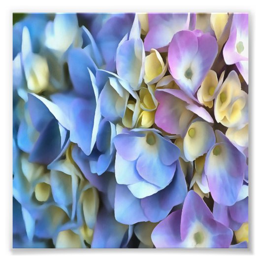 Blue Hydrangea Shrub Artistic Bossom Foto Afdruk (Voorkant)