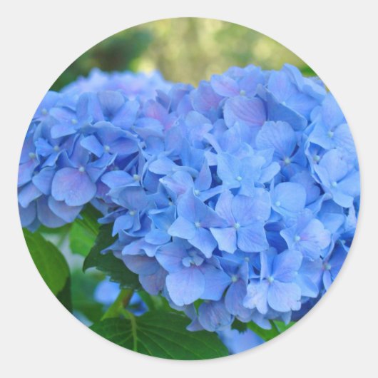 Blue Hydrangea stickers Summer Hydrangea Garden (Voorkant)