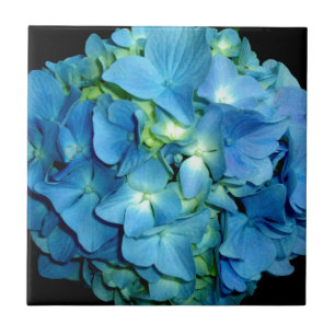 Blue Hydrangea Tegeltje