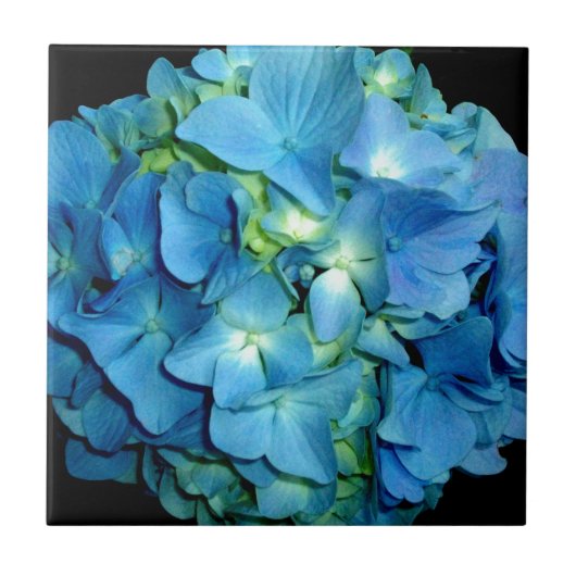 Blue Hydrangea Tegeltje (Voorkant)