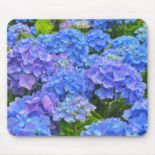Blue Hydrangea Tuin Bloemen Bloemen Bloemen Bloeme Muismat (Voorkant)