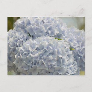 Blue Hydrangeas Briefkaart