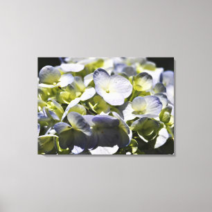 Blue Hydrangeas Flowers Canvas Afdruk