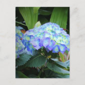 Blue Hydrangeas Flowers Floral Natuur Fotografie Briefkaart (Voorkant)
