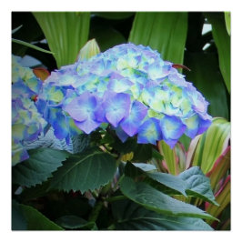 Blue Hydrangeas Flowers Floral Natuur Fotografie Perfect Poster