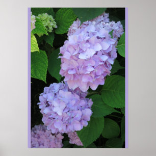 Blue Hydrangeas (Foto) Poster