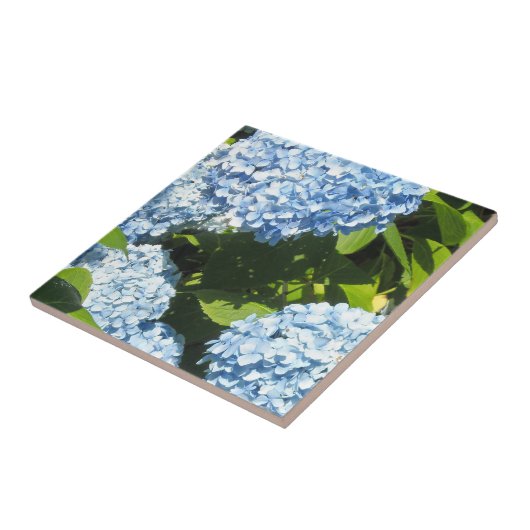 Blue Hydrangeas in de zon Tegeltje (Zijkant)