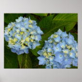 Blue Hydrangeas Poster (Voorkant)
