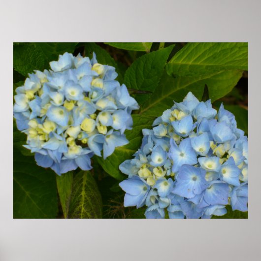 Blue Hydrangeas Poster (Voorkant)