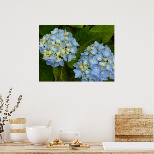 Blue Hydrangeas Poster (Keuken)