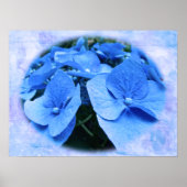 Blue Hydrangeas - Poster (Voorkant)