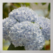 Blue Hydrangeas Poster (Voorkant)