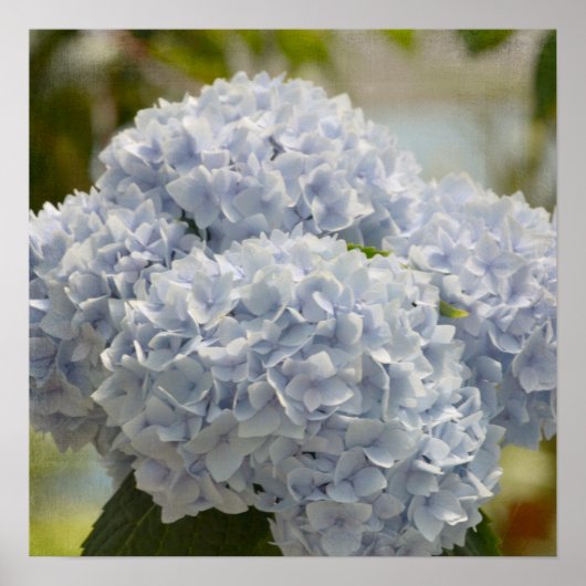 Blue Hydrangeas Poster (Voorkant)