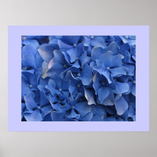 Blue Hydrangeas Print (Voorkant)