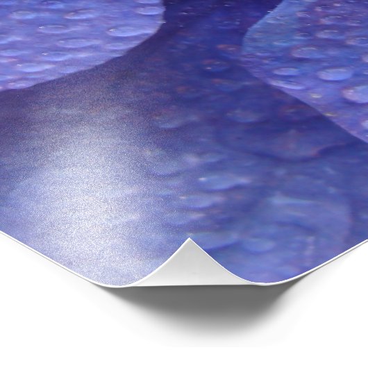 Blue Hydrenga Sluiten met regendruppels Foto Afdruk (Hoek)