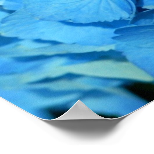 Blue Hydrengea Poster (Hoek)