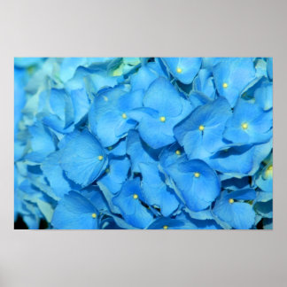 Blue Hydrengea Poster