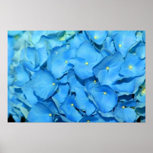 Blue Hydrengea Poster (Voorkant)