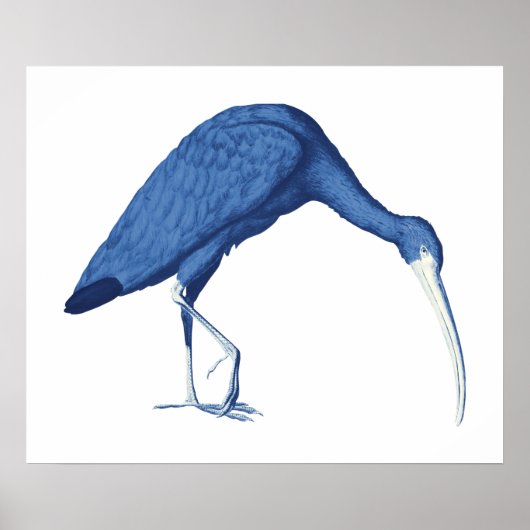 Blue Ibis vogel illustratie Poster (Voorkant)