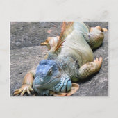 Blue Iguana Briefkaart (Voorkant)