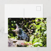 Blue Iguana Briefkaart (Voorkant / Achterkant)